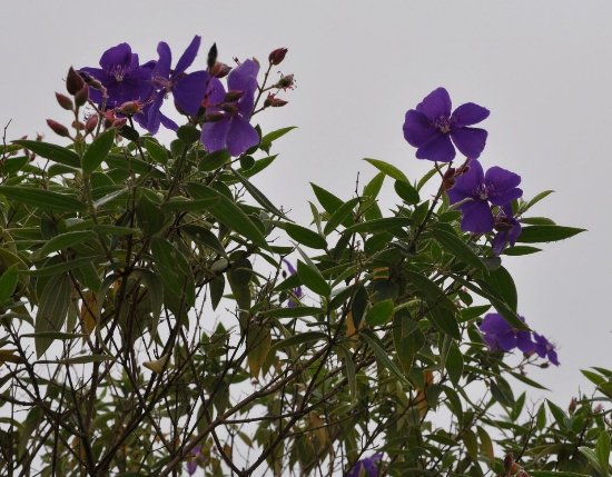 Tibouchina urvilleana Costa_17