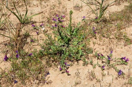 (20) flore du littoral sud-est de la Corse Echium10