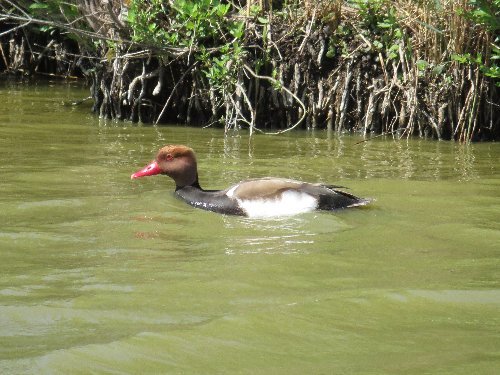 Balade en Camargue en Avril (2. les oiseaux) Filigu10