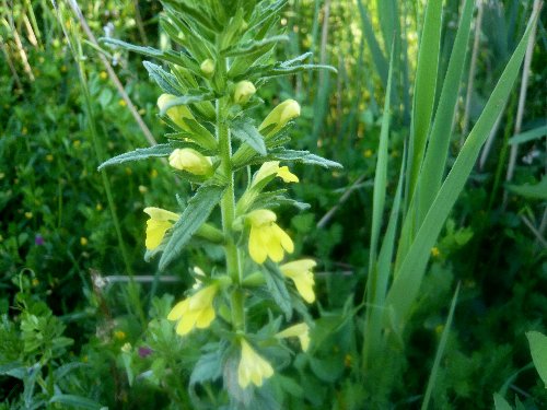 (20) flore du littoral sud-est de la Corse Lamier10