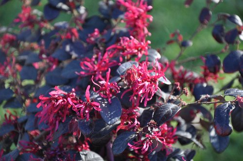 Loropetalum chinense Lorope10