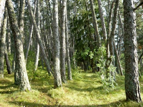 Forêt de Lus-La-Croix-Haute - Pinus negra Lus_la10