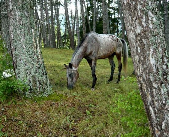 Forêt de Lus-La-Croix-Haute - Pinus negra Lus_la12