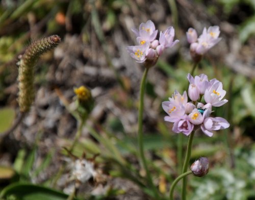 (20) flore du littoral sud-est de la Corse Mai_2022