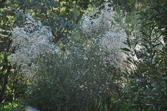 Retama monosperma - genêt blanc Mars_215