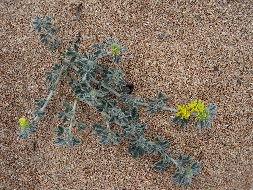 (20) flore du littoral sud-est de la Corse Medica11