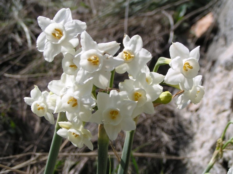 Narcissus poeticus - narcisse des poètes Narcis11