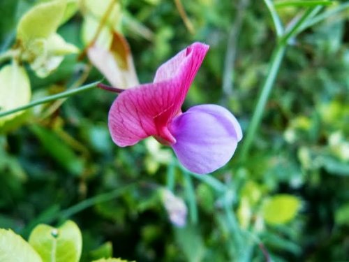 Lathyrus clymenum - gesse climène P1230712