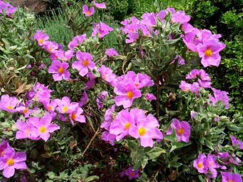 Cistus albidus - ciste cotonneux Rimg0011