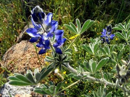 (20) flore du littoral sud-est de la Corse Rimg0513