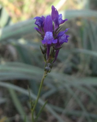 corse - (20) flore du littoral sud-est de la Corse Rimg0712