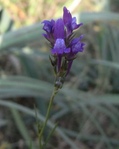 (20) flore du littoral sud-est de la Corse Rimg0712