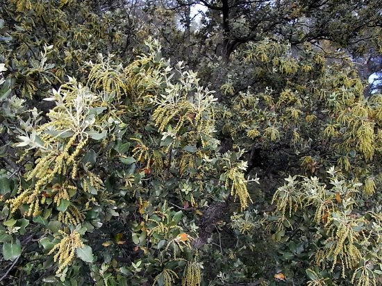 Quercus ilex - chêne vert Rimg3412