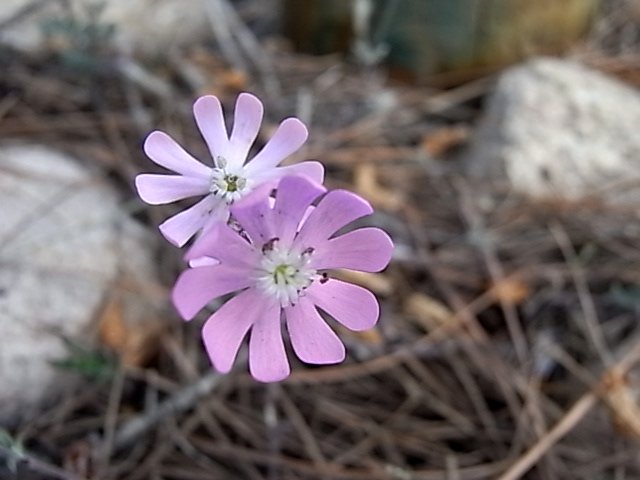 (20) flore du littoral sud-est de la Corse Silane10