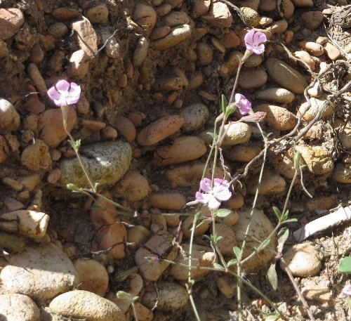 (20) flore du littoral sud-est de la Corse Silane11