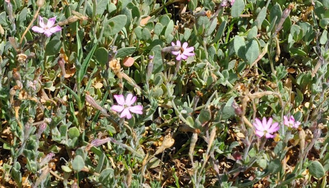 (20) flore du littoral sud-est de la Corse Silene10