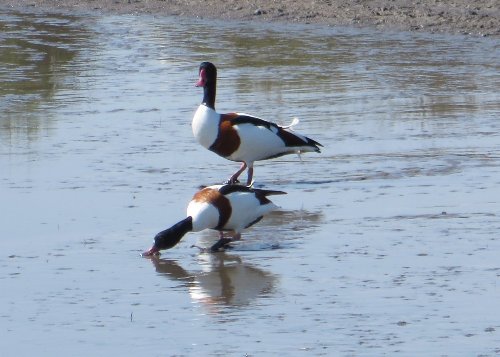 Balade en Camargue en Avril (2. les oiseaux) Tadorn11