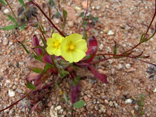 (20) flore du littoral sud-est de la Corse Tubera10