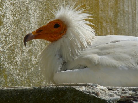 Balade en Camargue en Avril (2. les oiseaux) Vautou10