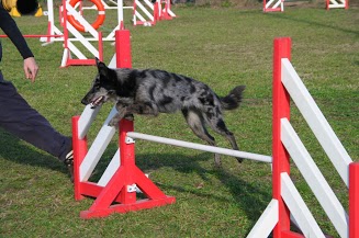 Pas d'agility pour les non LOF Img_9110