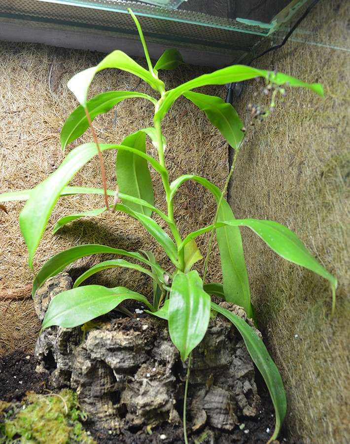 Nepenthes grandi un peu trop? Nepent11