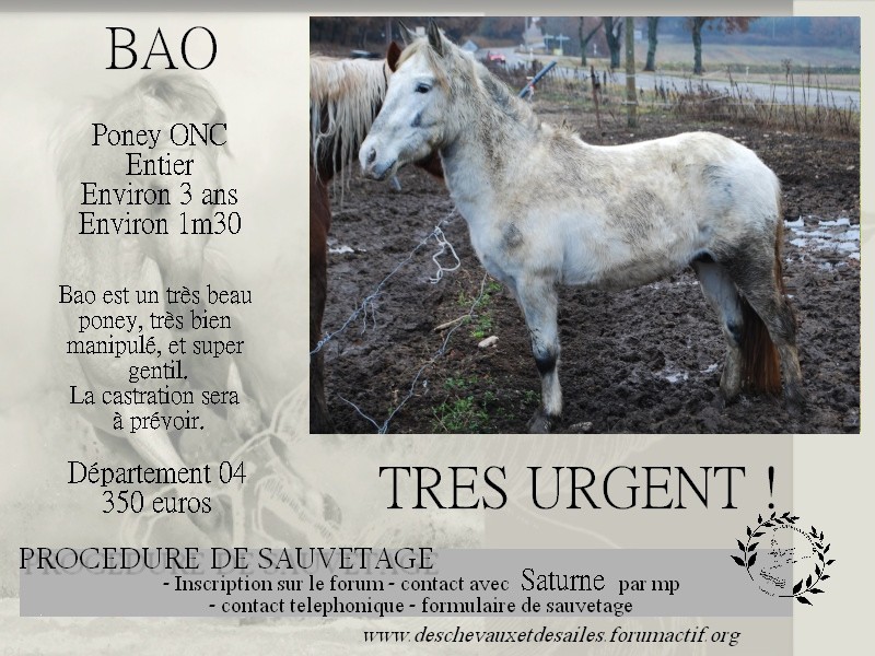 Dpt 04 - Bao - poney ONC né en 2011 Bao10