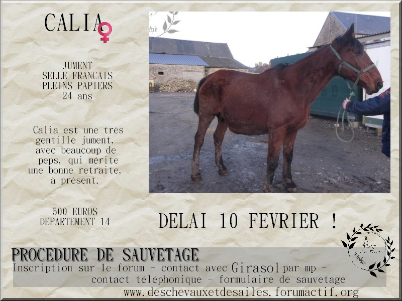 Dpt 14 - Calia - jument selle français née en 1990 - Délai 10 février 2014!!! Calia_11