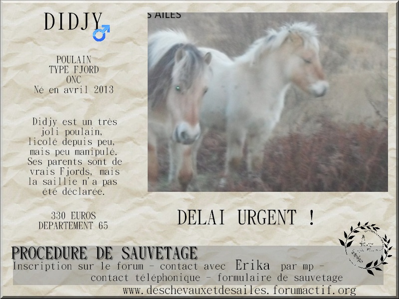 Dpt 65 - Didjy - Poulain type fjord né en avril 2013 - Délai urgent Didjy_10