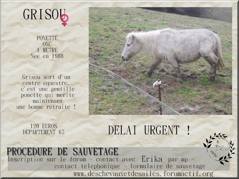 Dpt 65 - Grisette - ponette née en 1988 - Délai urgent Grisou10