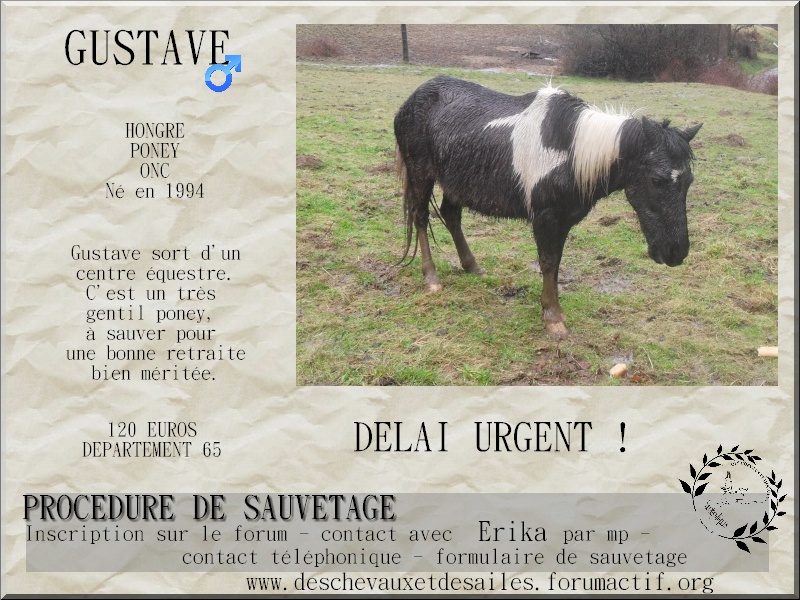 Dpt 65 - Gustave - poney ONC né en 1994 - Délai urgent! Gustav10