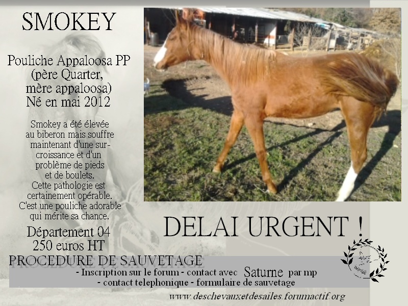 Dpt 04 - Smokey - pouliche appaloosa PP née en mai 2012 - Délai: Urgent Smokey10