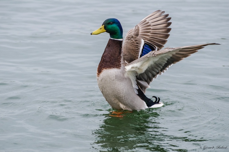 Mallards (canards) - Page 3 Dsc_9310