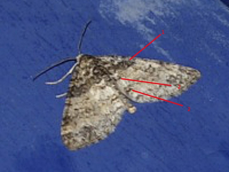 Papillon mystère : Lobophora halterata Papill11