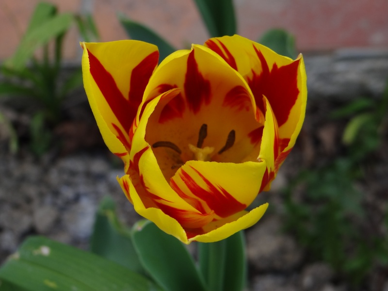 tulipes 2013 - 2014 - Page 8 Dsc02152