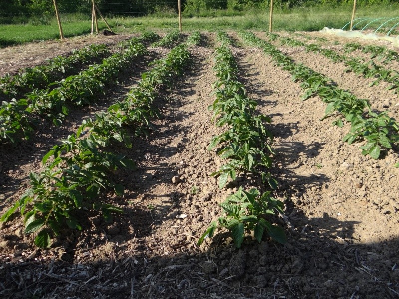 mon futur potager - Page 32 Dsc02254