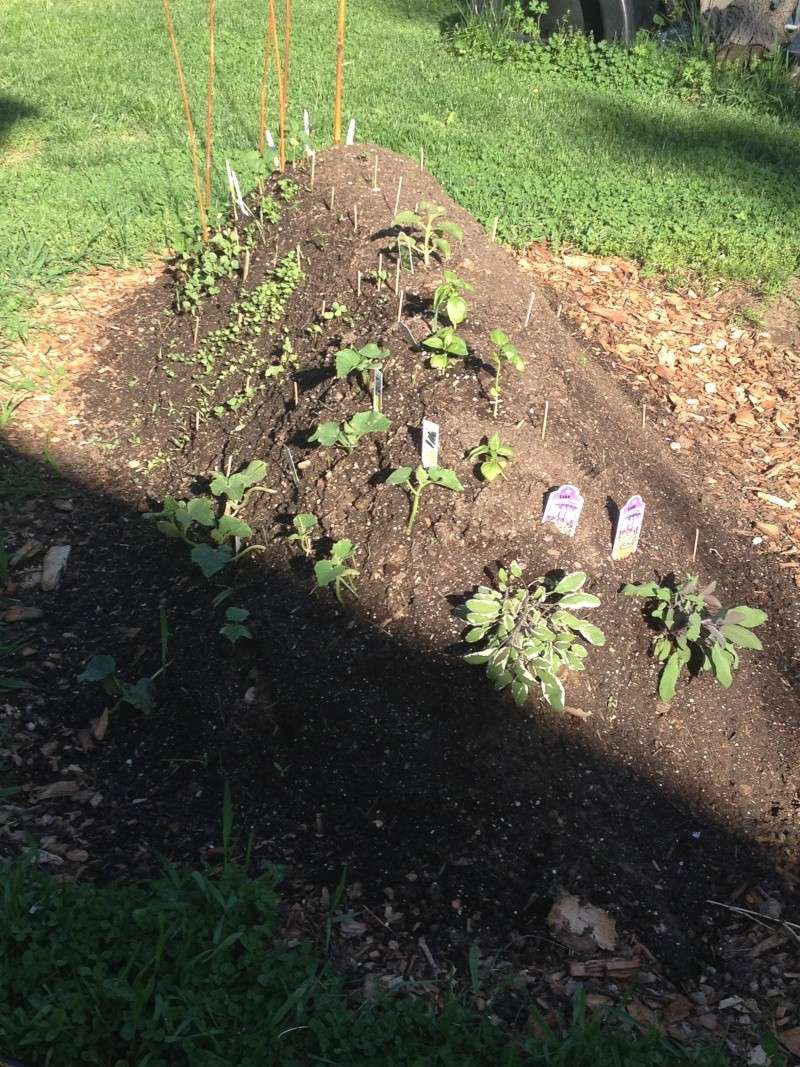 Mid-At: What has everyone planted so far? Img_1611