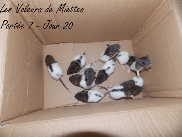 A adopter: 2 femelles de 6 semaines sur Montpellier (34) - Page 2 Dscn4514