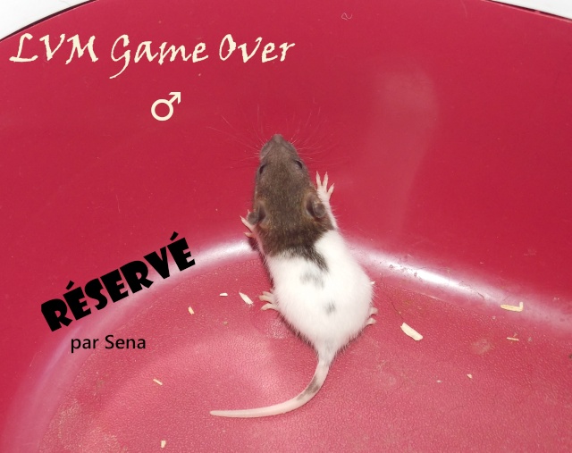 A adopter: 2 femelles de 6 semaines sur Montpellier (34) - Page 2 Game_o11