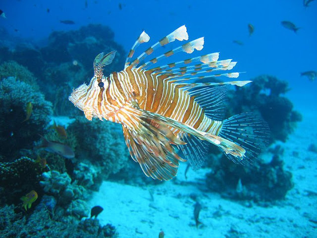 اروع المخلوقات التي قد تراها هي سمكة اسد البحر 28515910