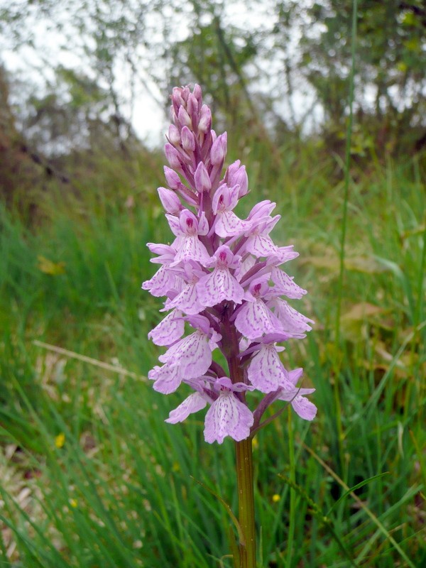 Dactylorhiza maculata ssp? P1070414