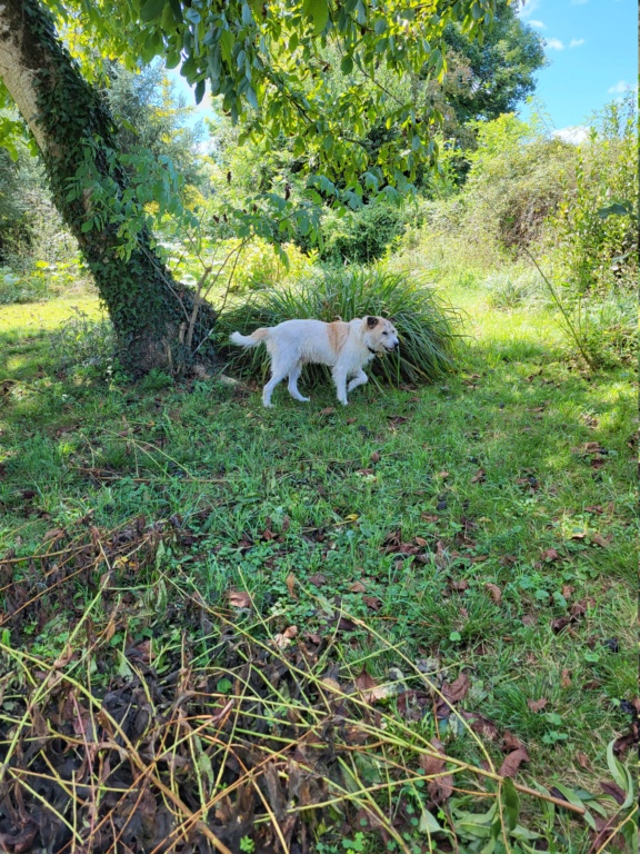 MAMBO !! + de 6 ans de box !! mâle, environ en août 2014, taille moyenne (PASCANI)- REMEMBER ME LAND - Adopté par JENNIFER (64) - Page 20 20230820