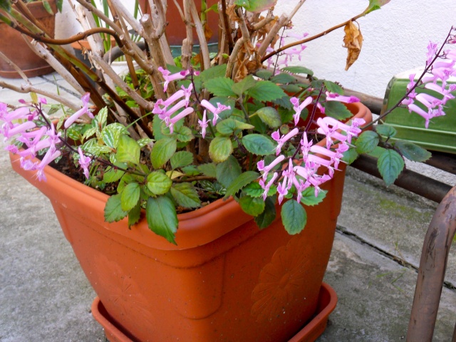 Plectranthus mona Lavender Sdc16215