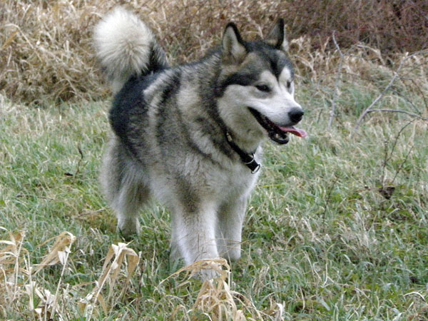 Malamute- Rüde Ares Ares110