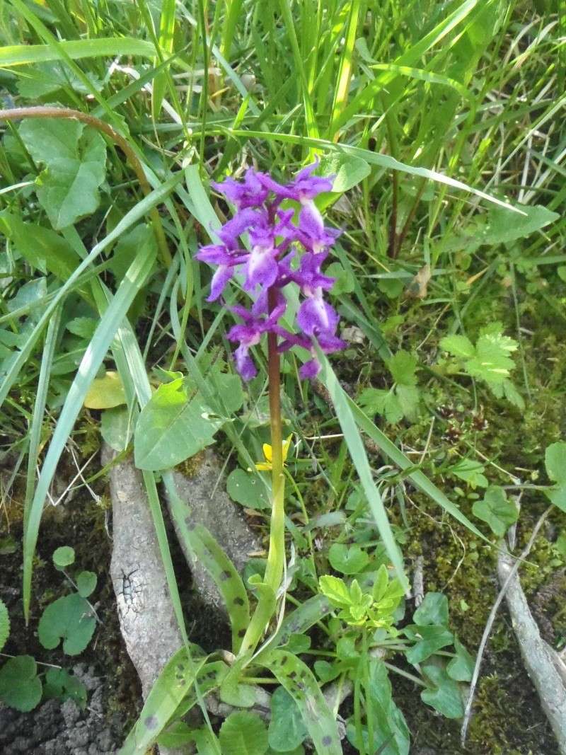 Des re-nouvelles de par là haut à travers - Page 37 P4190214