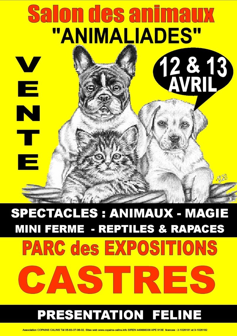 Expo a castres le 12 et 13 Avril ! Castre10