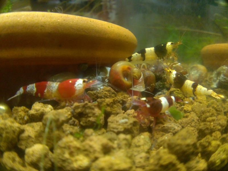 Mes 4 bacs de 60L Cam00211