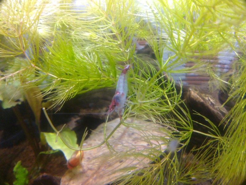Mes 4 bacs de 60L Cam00222