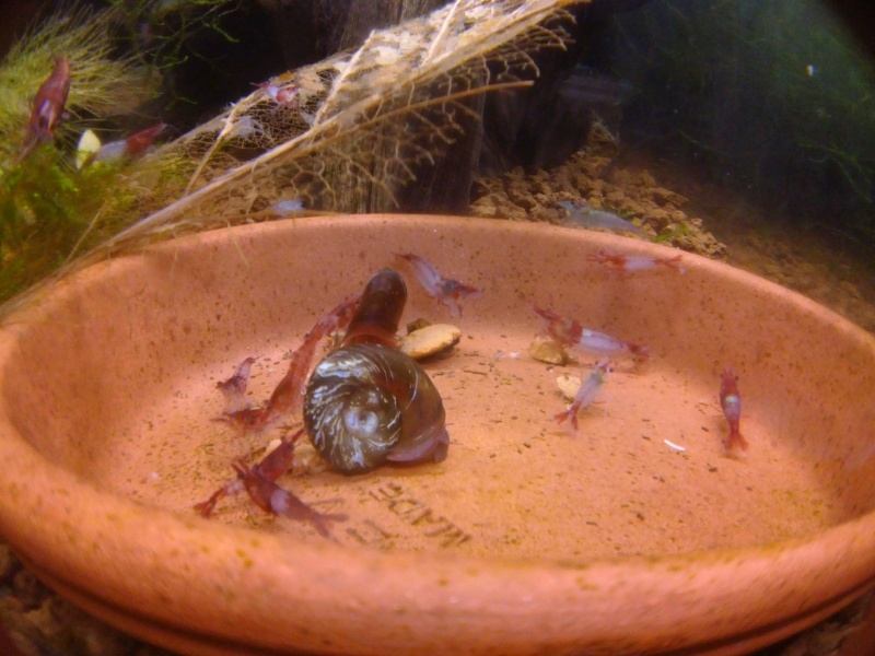 Mes 4 bacs de 60L Cam00226