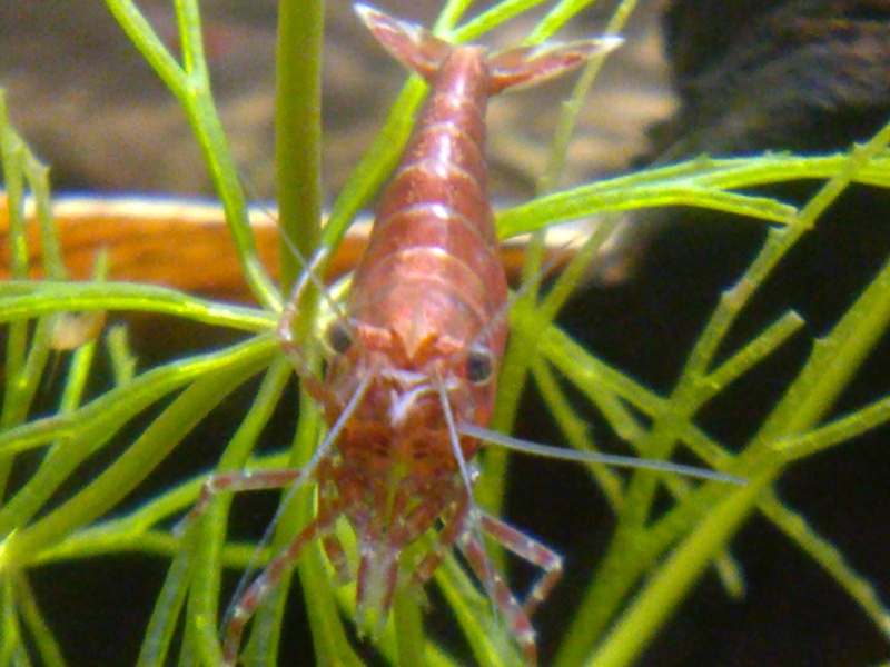 Mes 4 bacs de 60L Cam00228