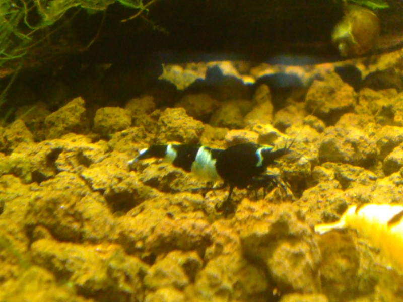 Mes 4 bacs de 60L Cam00310